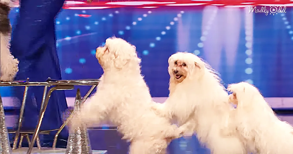 He Came on Stage With Six Dogs. but What They Do Next? the Judges Can''t Get Enough!