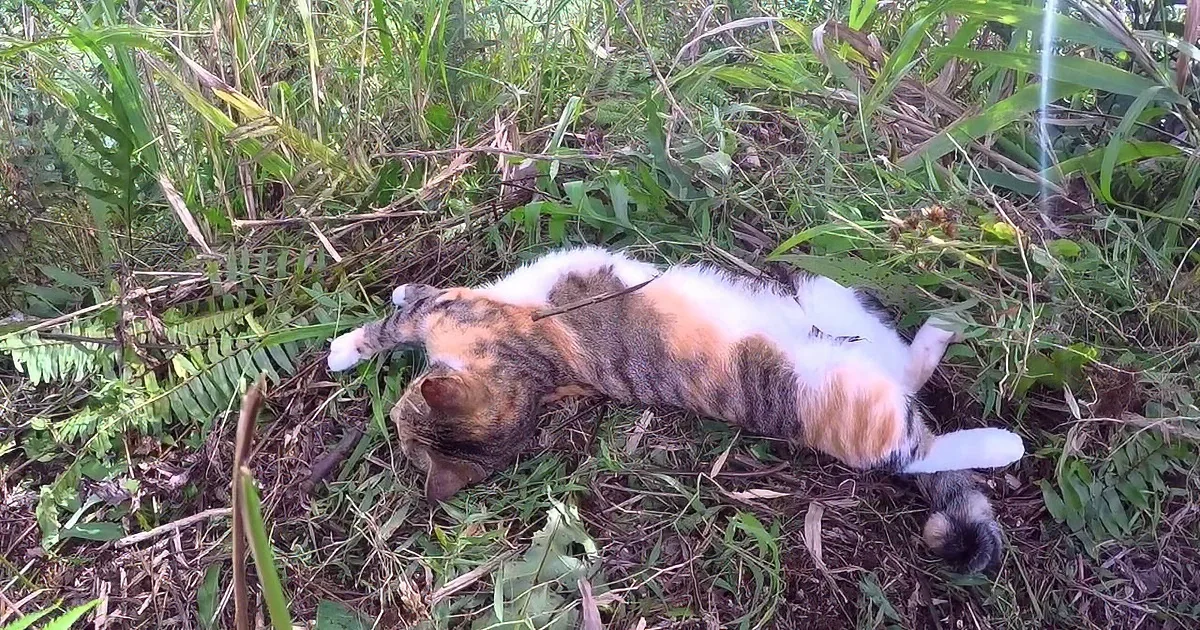 Kitten Rescued From Abandoned in French Polynesia House Now Sails Around the Globe