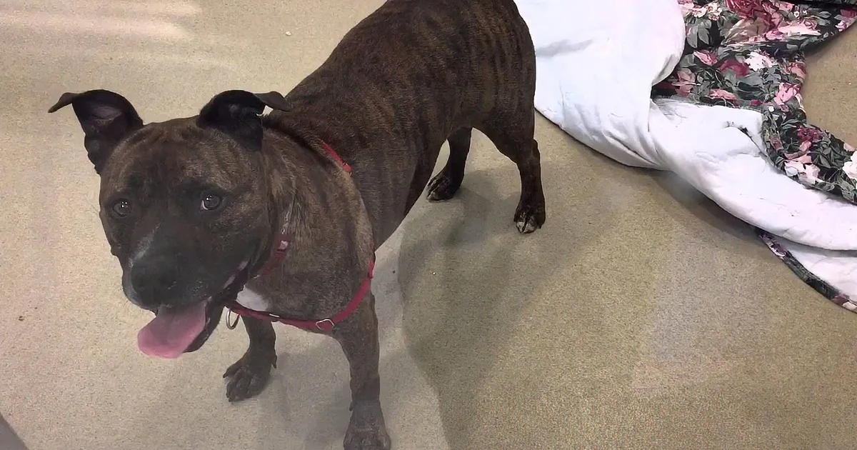 Shelter Dog Caught on Video That Went Viral for His Crying Just Met His New Parents