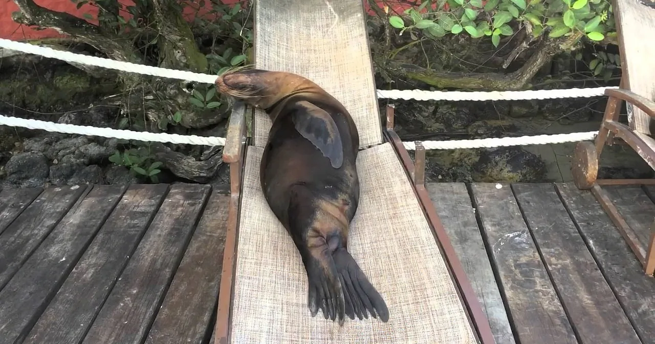 A sea lion lounges on a wooden bench, surrounded by greenery and a rope barrier.