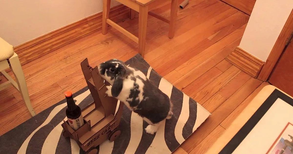 Man Builds a Cute Little Cart so His Girlfriend''s Rabbit Can Fetch Him a Cold Beer