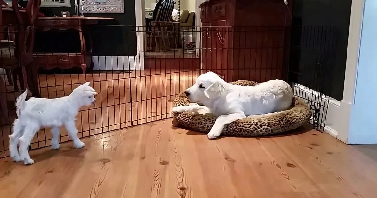 Excited Puppy Can''t Even Believe He Just Found a Brand-New Baby Goat in His Living Room