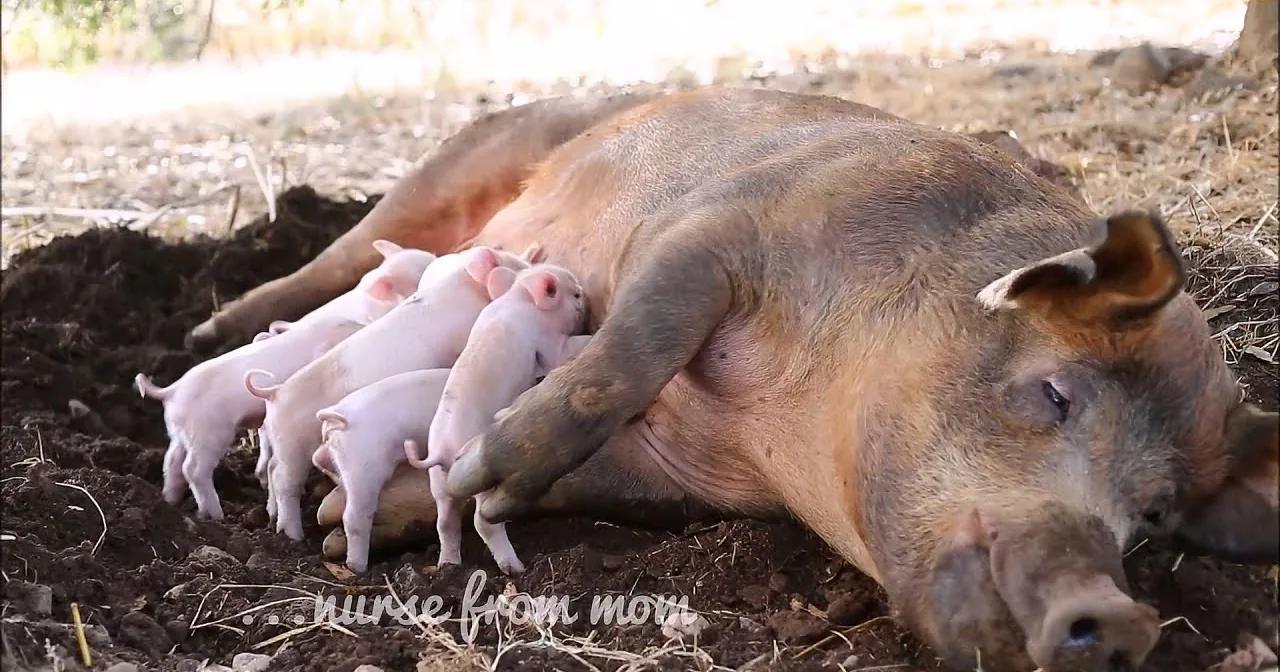 Pregnant Sow Jumps From Speeding Truck in Order to Save Her Babies From the Slaughterhouse