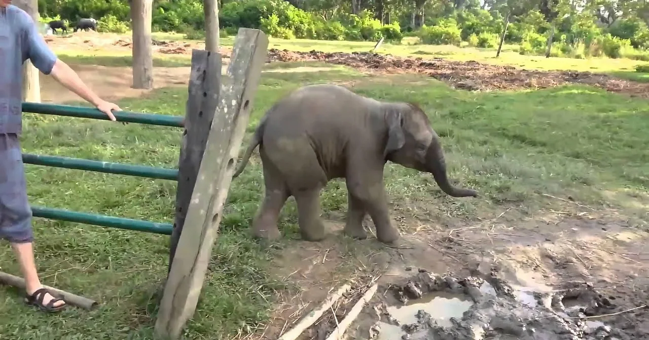 Cute Baby Elephant Sees Goat for the First Time in His Life and Runs Away Screaming