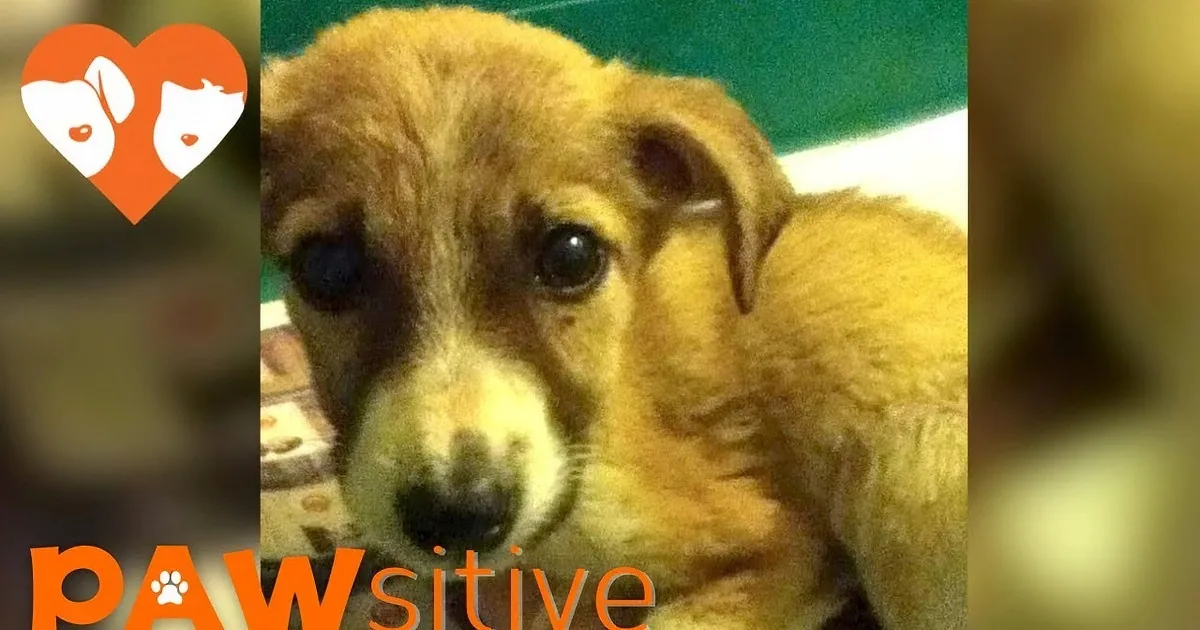 They Offered a Dying Puppy a Peaceful Place to Spend Its Final Days-- but She Lived Instead