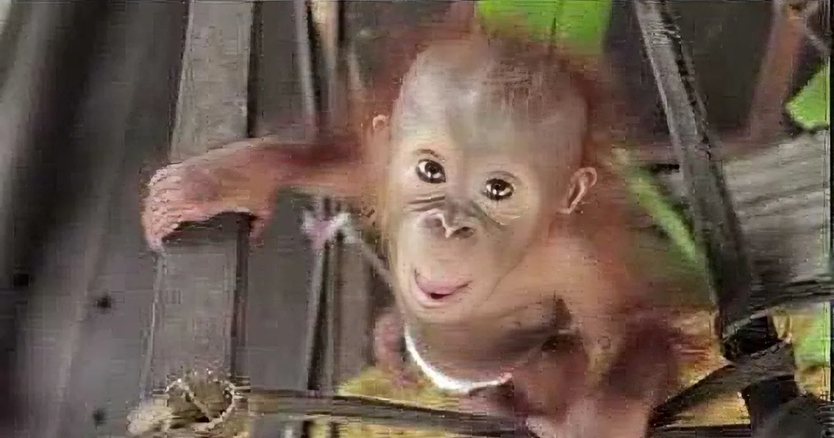 A baby orangutan is hanging from a wooden structure, looking directly at the camera.