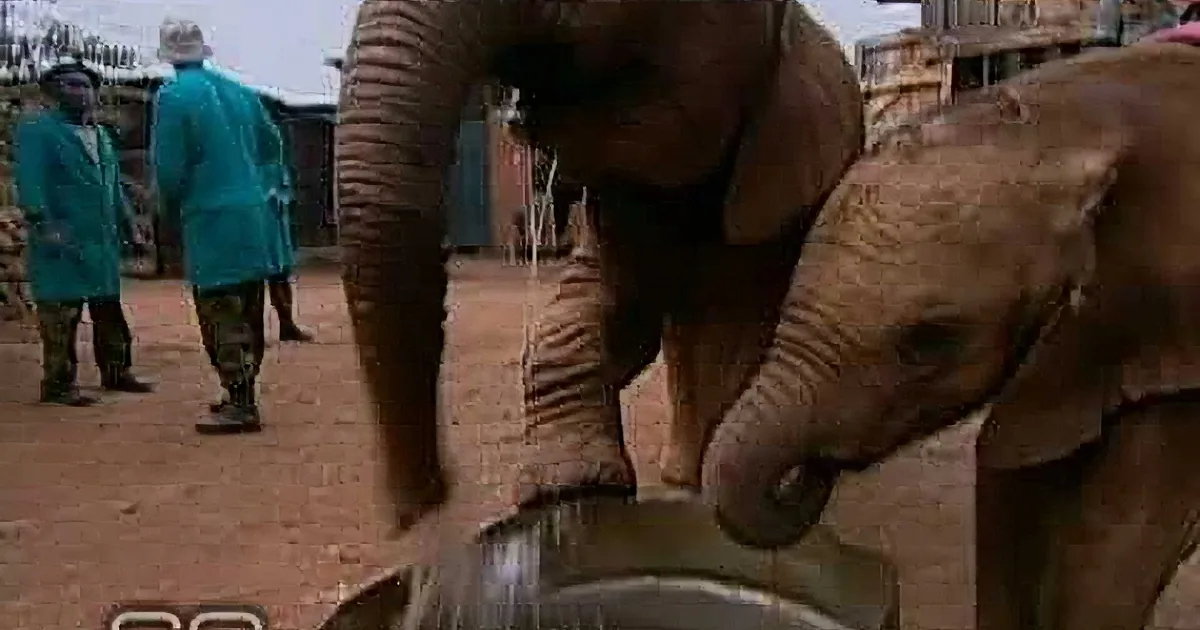 An elephant is drinking water from a trough, with two people in the background observing.