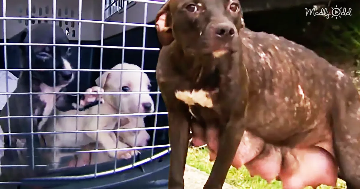 This Mama Pitbull Was Separated From Her Puppies. Watch These Heroes Save the Day