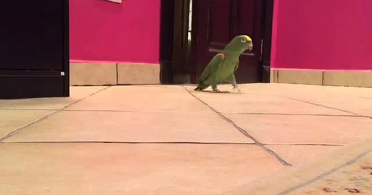 A green parrot stands on a concrete surface, facing a pink wall with a door in the background.