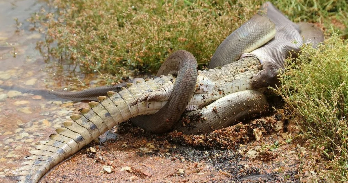 A large snake is coiled around a crocodile, both lying on a muddy bank with vegetation nearby.