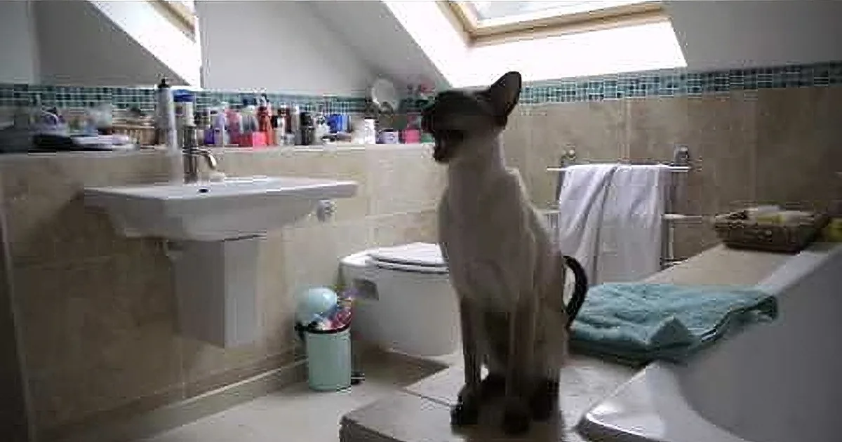 A Siamese cat stands on a bathroom floor, looking up, with a sink, toilet, and tiled walls in the background.