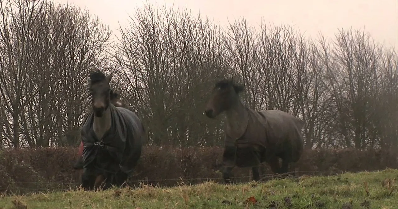 Horses in winter blankets stand in a field with bare trees and overcast sky.