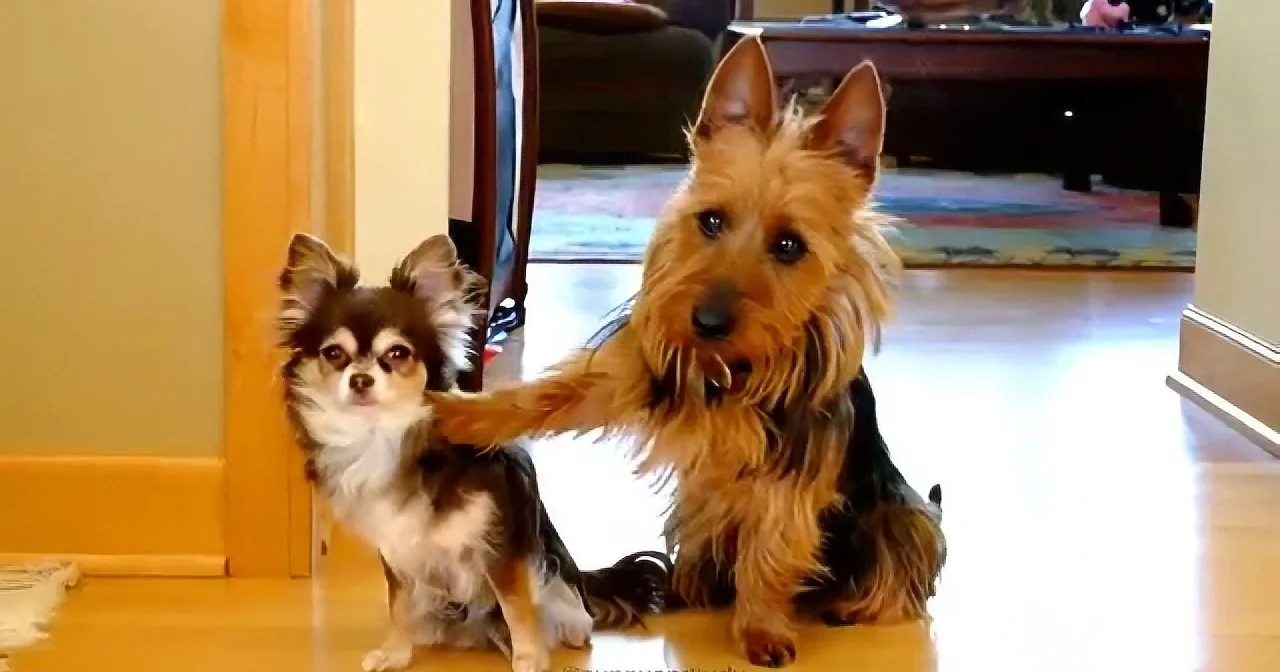 A small brown dog with long fur sits on a wooden floor, looking directly at the camera.