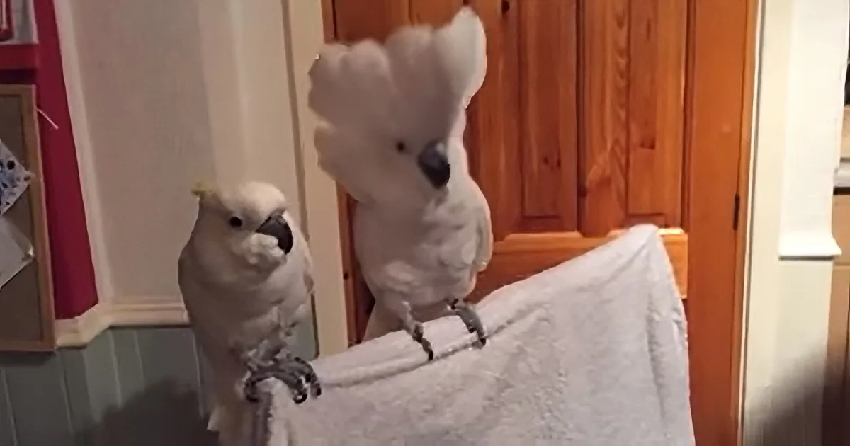 The Owner of These Cockatoos Plays an Elvis Song. Now Watch How the Bird on the Right Reacts!