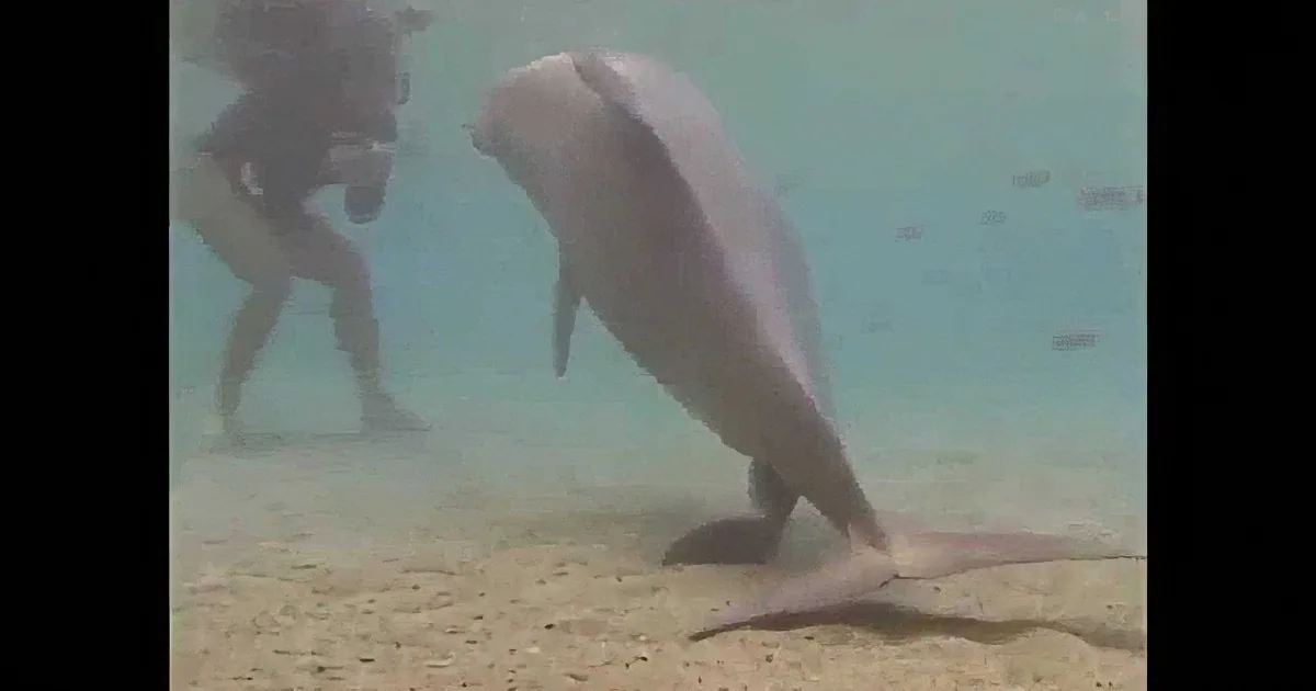 A dolphin swims gracefully near the sandy ocean floor, with a diver in the background.
