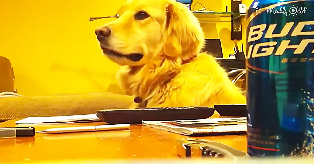 A golden retriever sits at a cluttered desk, looking to the side, with a Bud Light can nearby.