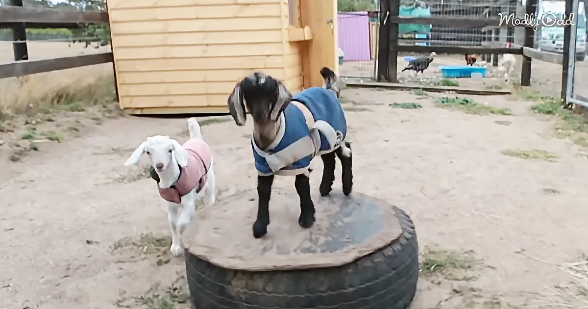 These Rescued Animals Are Full of Fun - There Are Goats and Pigs and so Much More