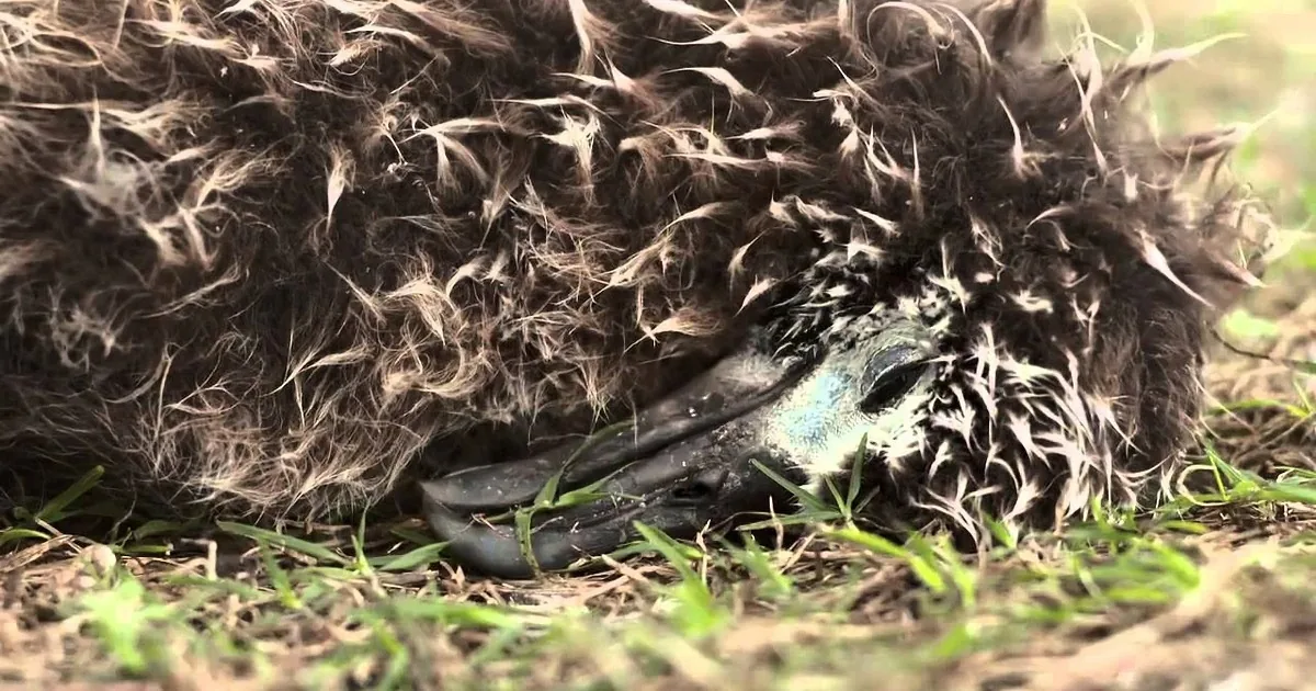 You''ll Cry When You See What This Photographer Caught in His Camera. This Is a Must Watch!