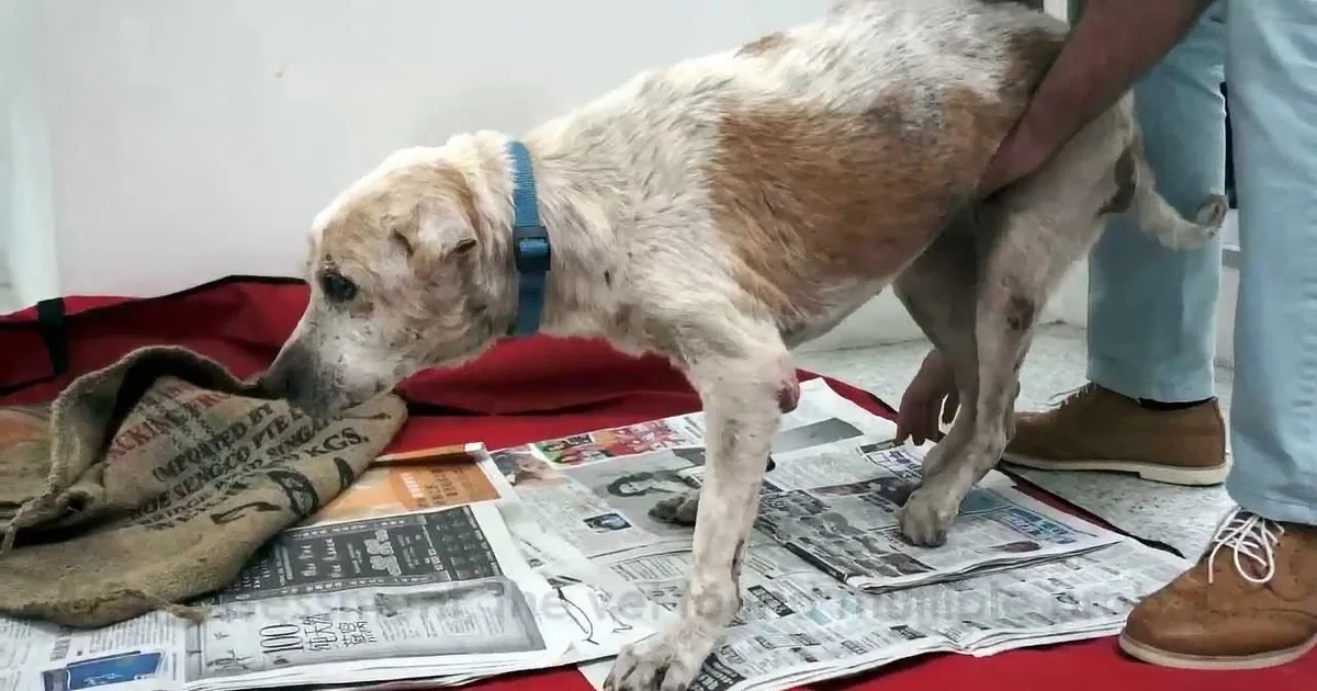 They Granted This Dying Stray Dog His Last Wish. but What Happens Then? OMG...so Touching!