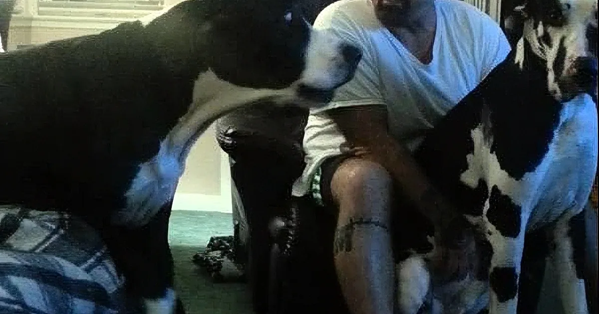 A man sits between two large black-and-white dogs, one of which is licking his face.