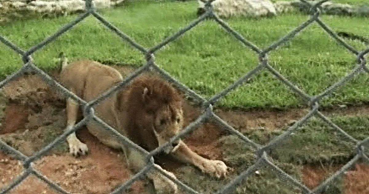 This Lion Has Lived in a Cage All His Life. When He Gets Freed at Last, I Can''t Stop Crying!