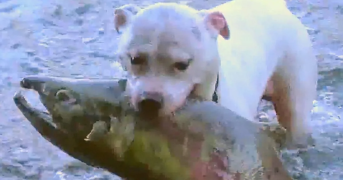 A white dog with a red collar is standing on a tree branch, looking down.