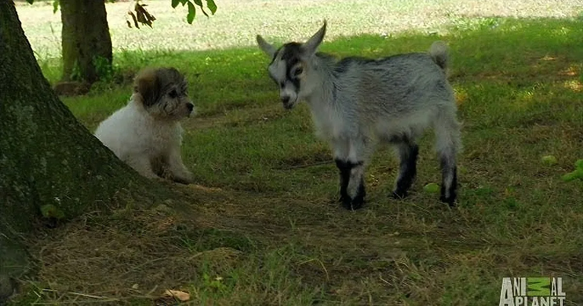 This Pygmy Goat Wants to Be Friends With a Little Puppy. I Lost My Heart When This Happened!