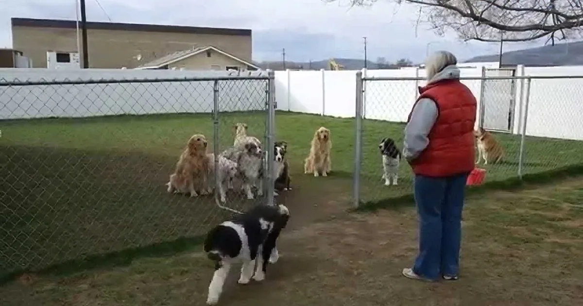 A woman in a red vest stands facing a fenced area with several dogs, including a black and white one in the foreground.