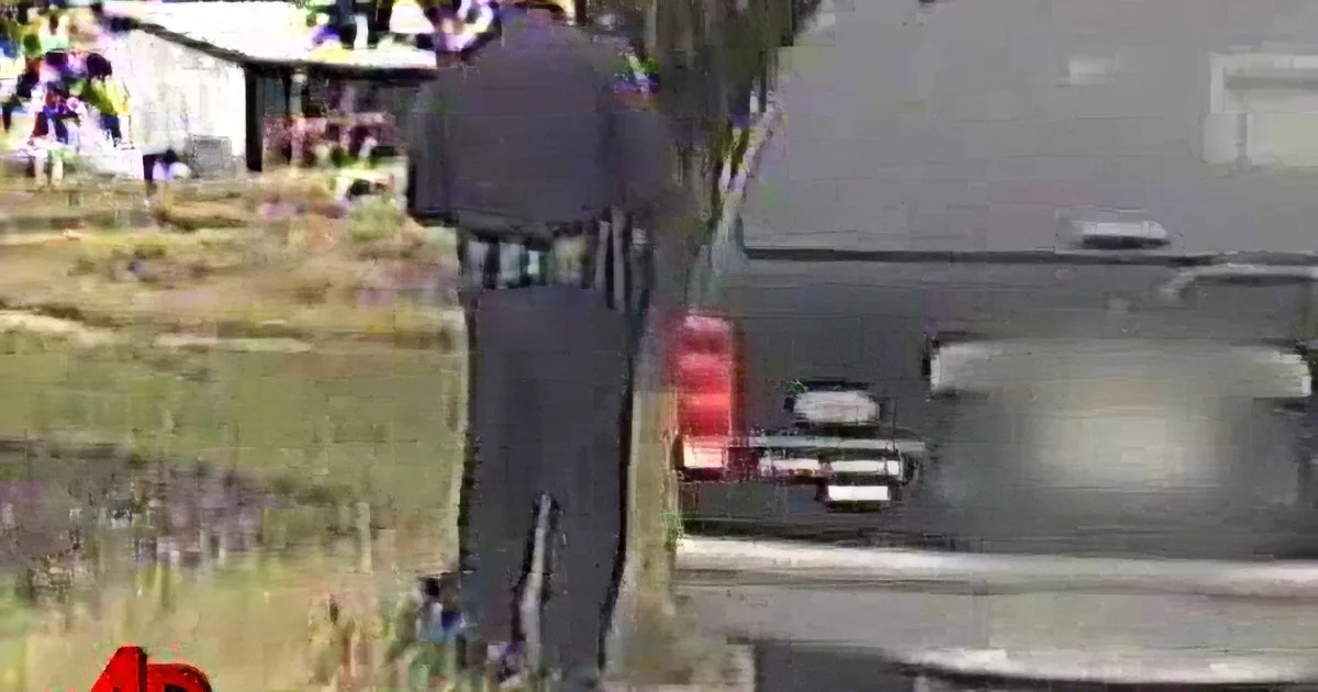 A Cat Approaches a Police Officer Writing a Ticket and I Can''t Stop Laughing