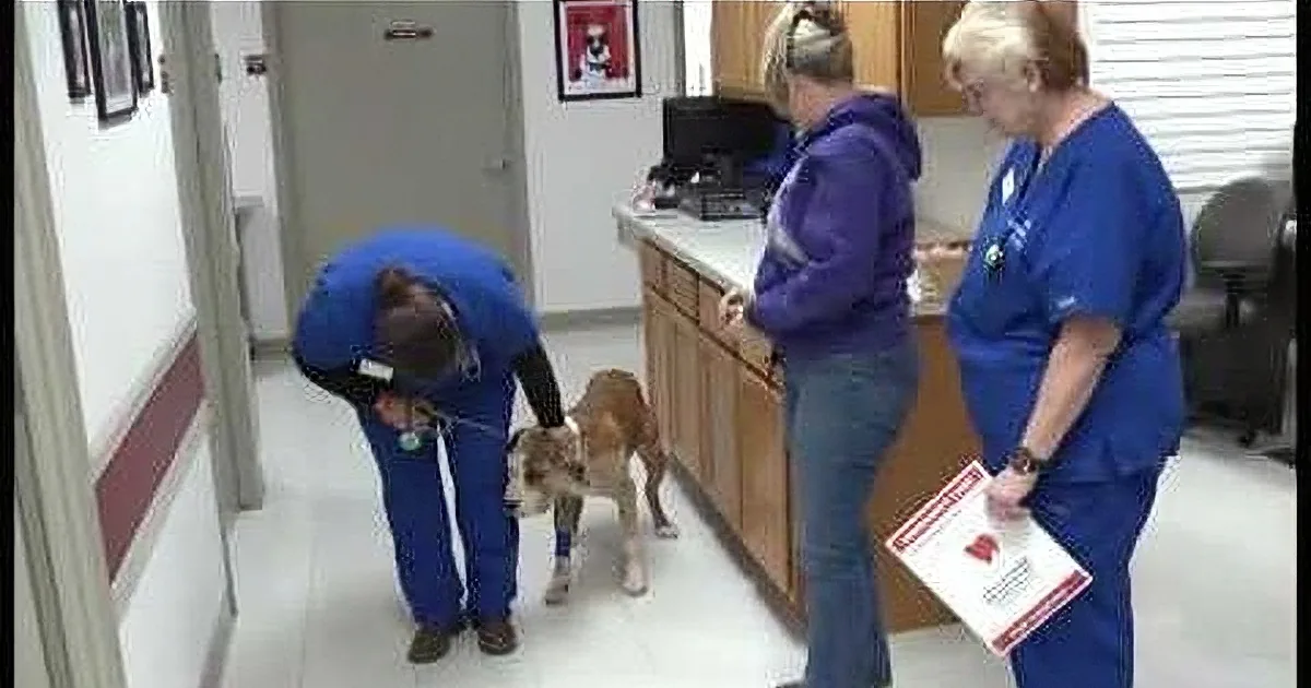 Someone Shot a Dog and Tied Him up in a Garbage Bag. You''ll Cry When You See What Happens Next!