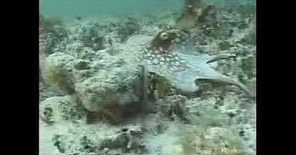 A spotted fish rests on a rocky seabed, blending into its surroundings.