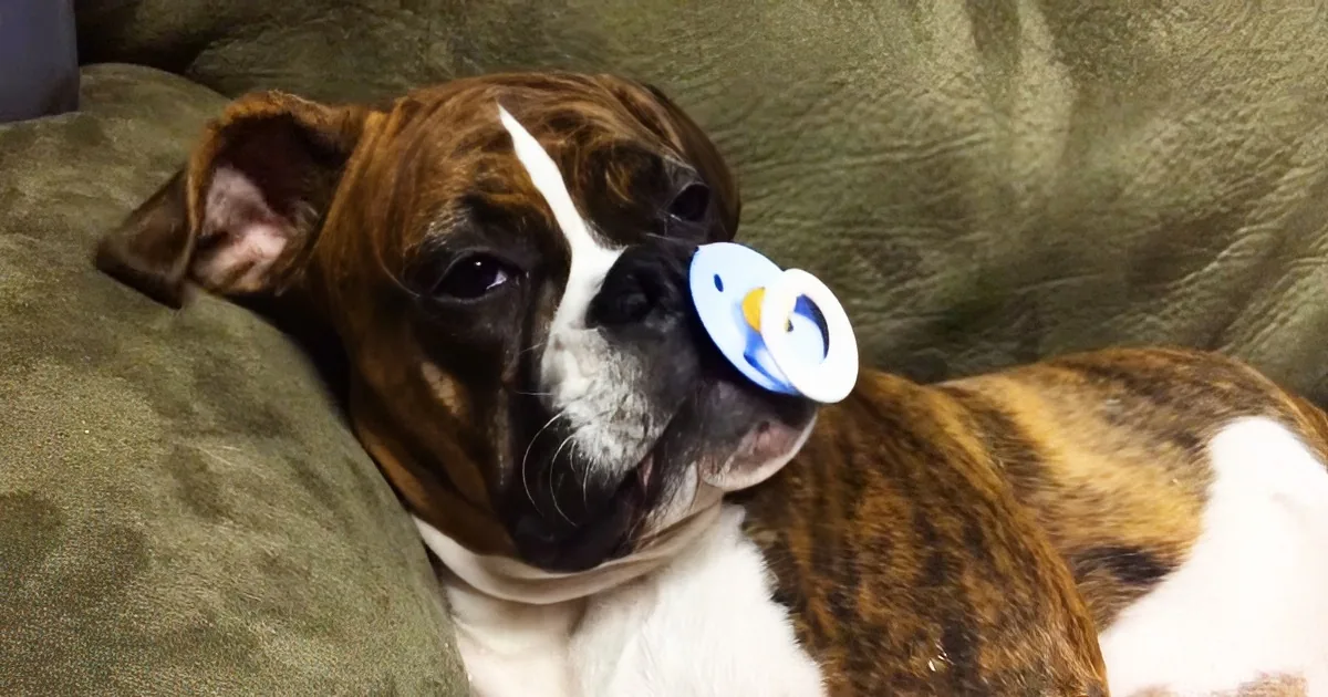 Adorable 8-Month-Old Boxer Puppy Loves Her Pacifier. but It''s the Ending That Left Me in Stitches