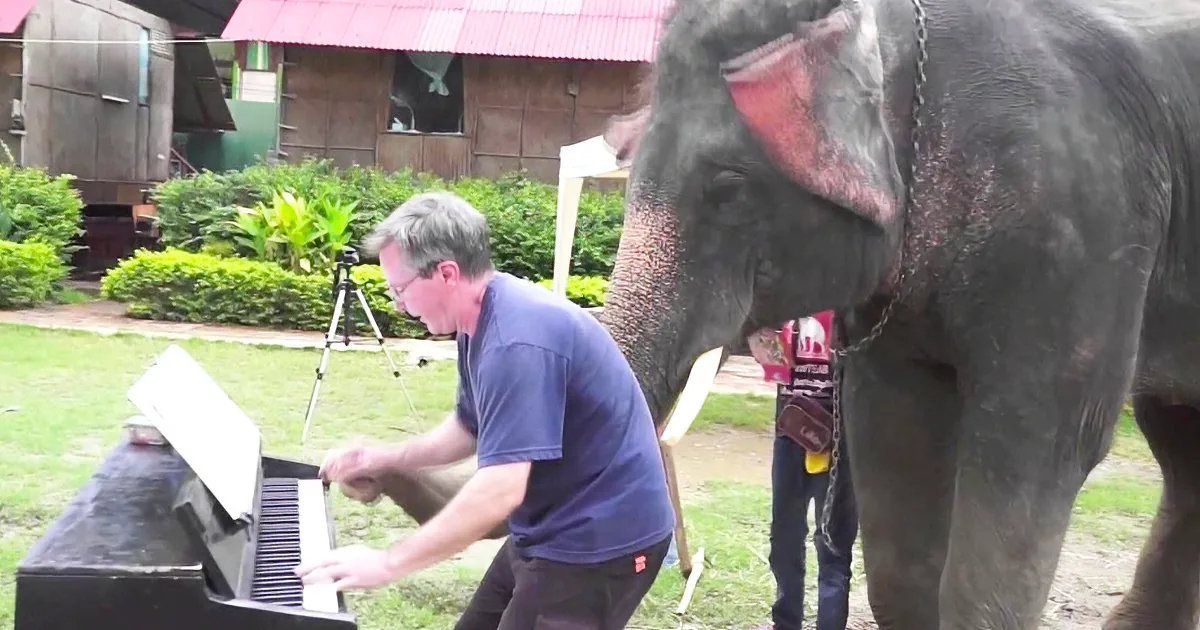 A man plays a piano while an elephant stands nearby, both in an outdoor setting with greenery and a building in the...