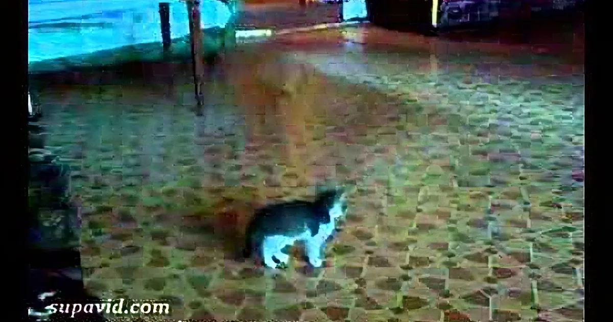 A cat sits on a patterned floor, surrounded by furniture and a door.