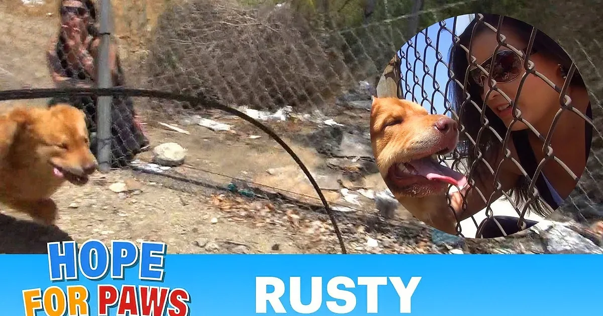 My Heart Broke When I Saw This Dog Run Away From Humans. but What Happens Next Is Beautiful!