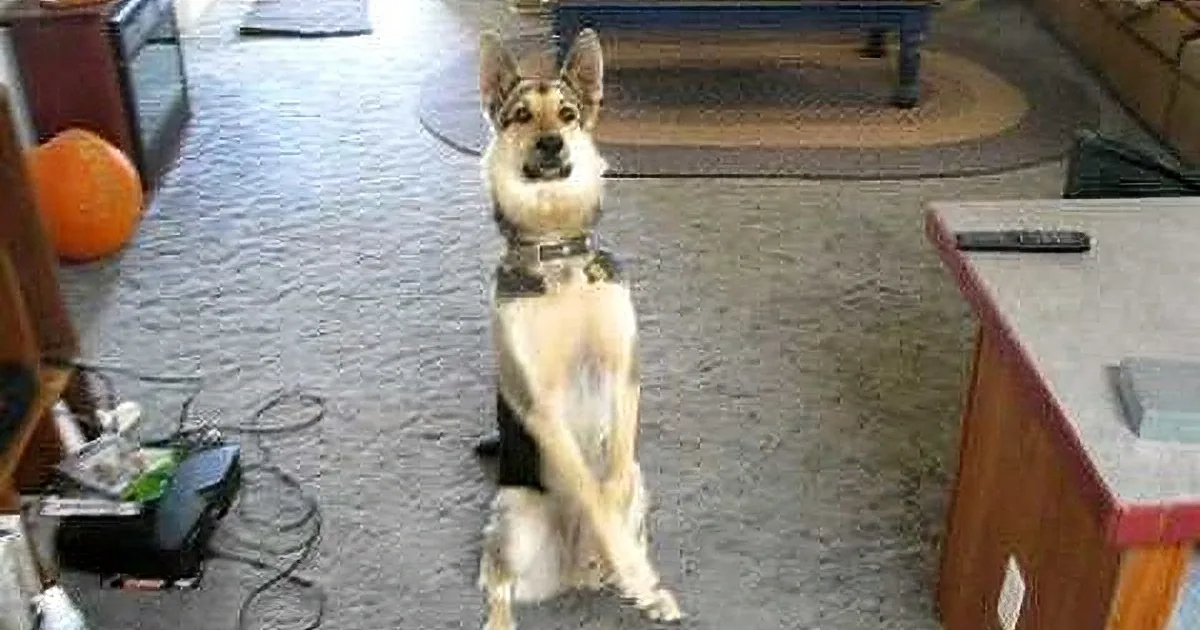 A German Shepherd dog sits on a carpeted floor, looking directly at the camera.