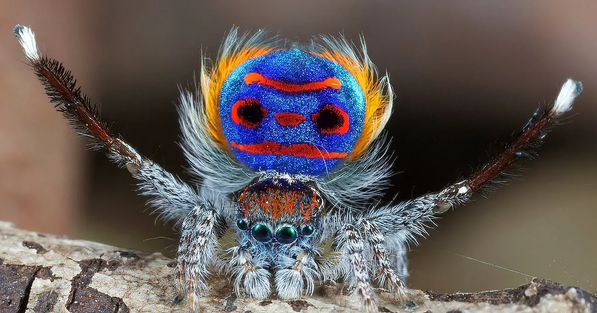 A vibrant blue and orange spider with a fuzzy face sits on a tree branch.