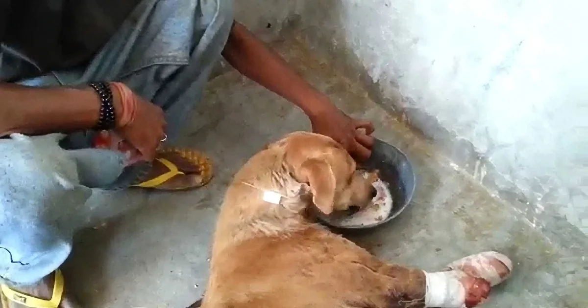 He Got Hit by a Train and Lost His Legs. but It''s What Happened Next That Made Me Cry!