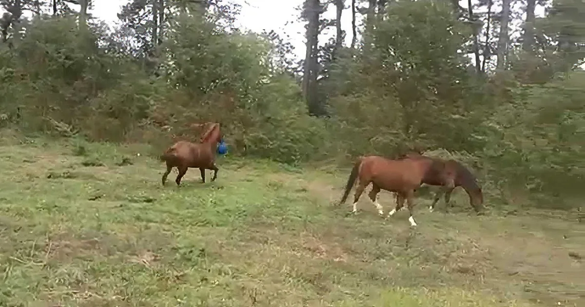 A horse with a blue ball in its mouth stands in a grassy field surrounded by trees.
