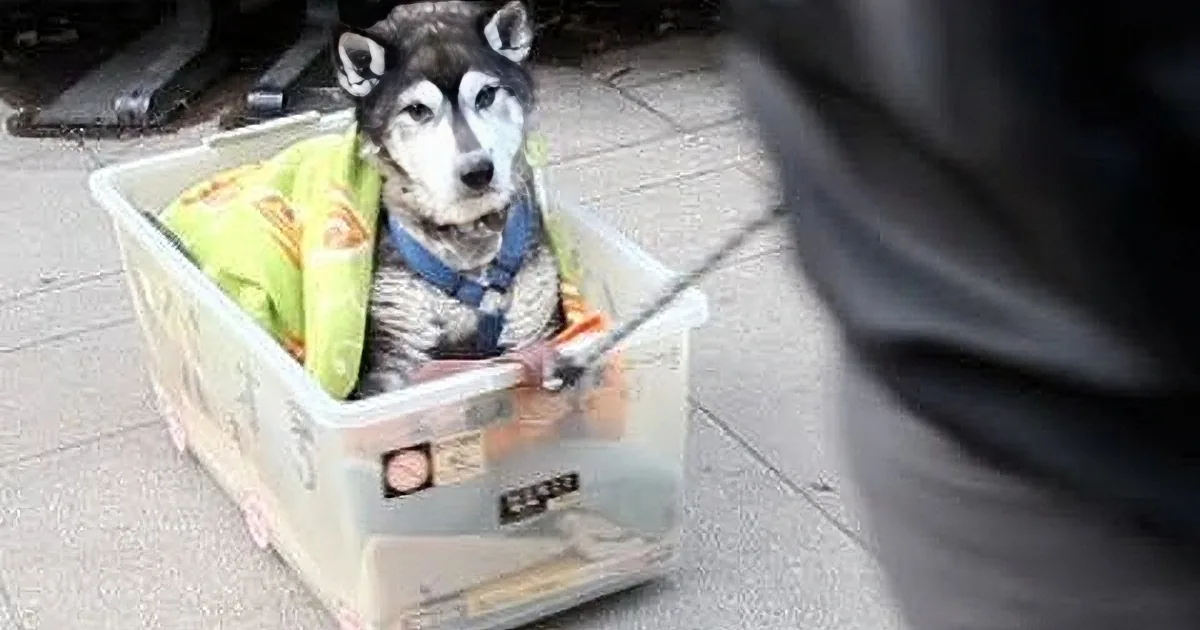 When His Husky Got Old, He Couldn''t Walk. Now Watch What This Man Did Next! so Precious!