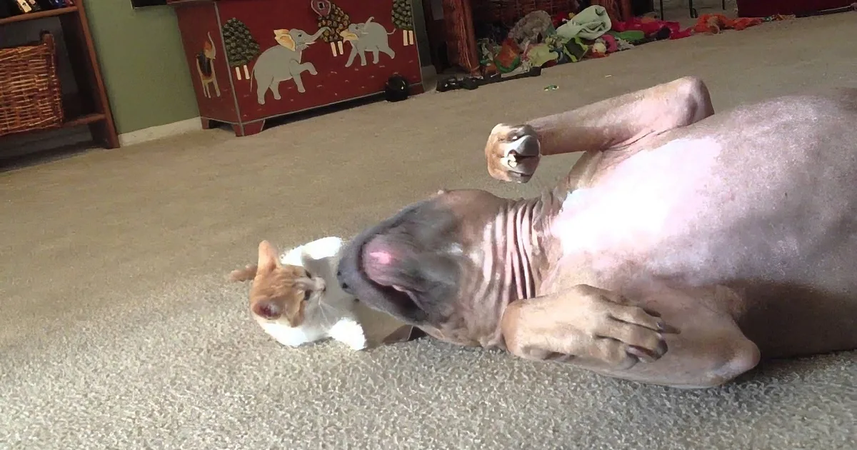 This Is Why Kittens Should Never Be in the Same Room as Pit Bulls! Unbelievable!