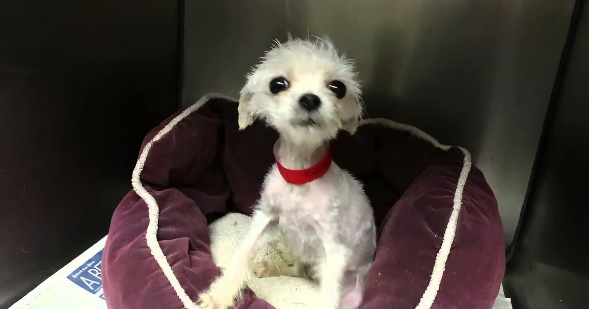 Little Rescue Puppy Has a Big Heart. Listen to Her Story...