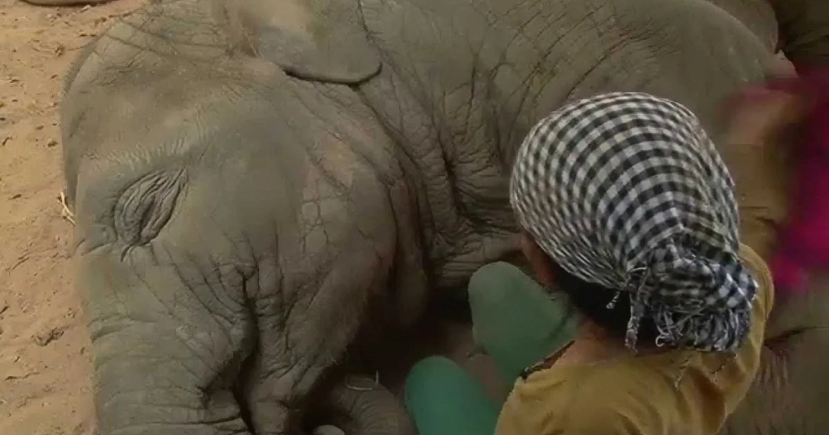 A person in a checkered headscarf and green gloves is assisting an elephant, possibly with a medical procedure.