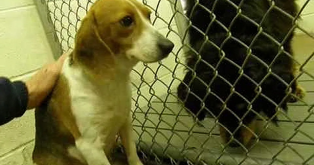 This Abused & Scared Dog Was Suffering Silently in a Shelter. but When He Came Along? Amazing!