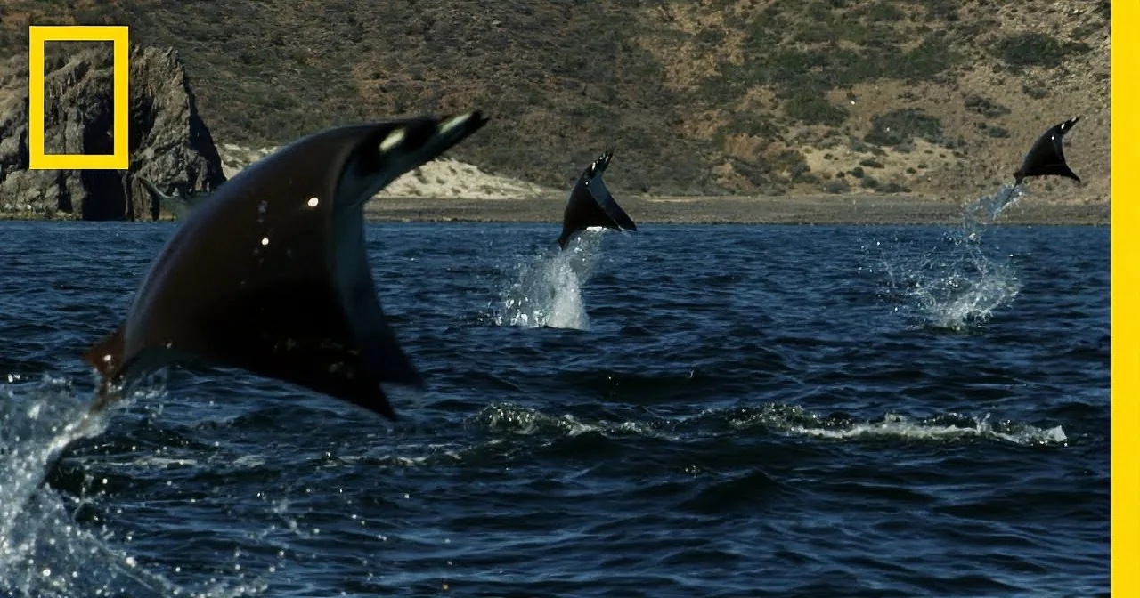 Three dolphins leap out of the water, creating splashes against a backdrop of rocky hills.