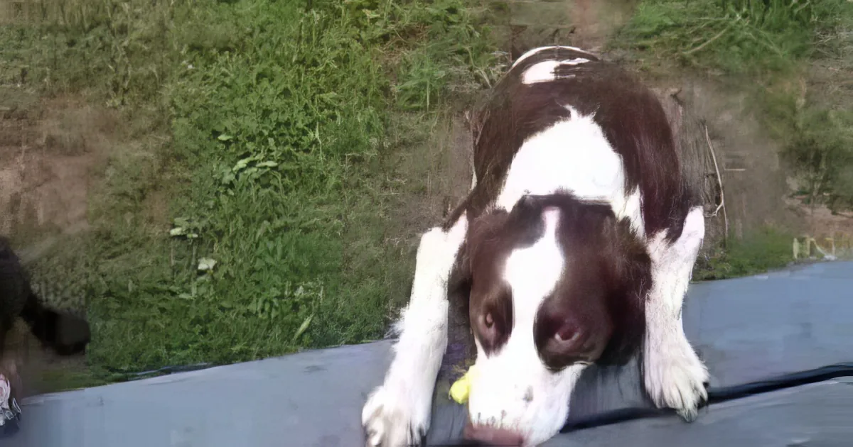 A black and white dog is playfully jumping on a trampoline, with its front paws in the air.