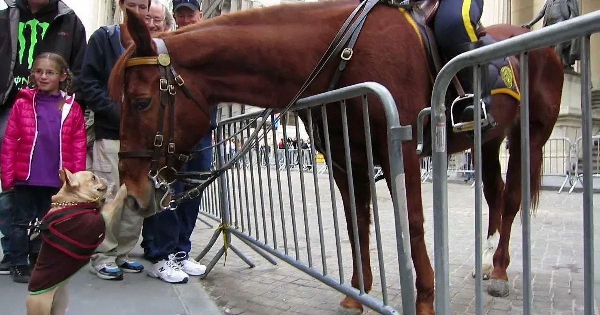 This Tiny French Bulldog Saw a Horse on the Street. but When She Tried to Give Him a Kiss? Aww!