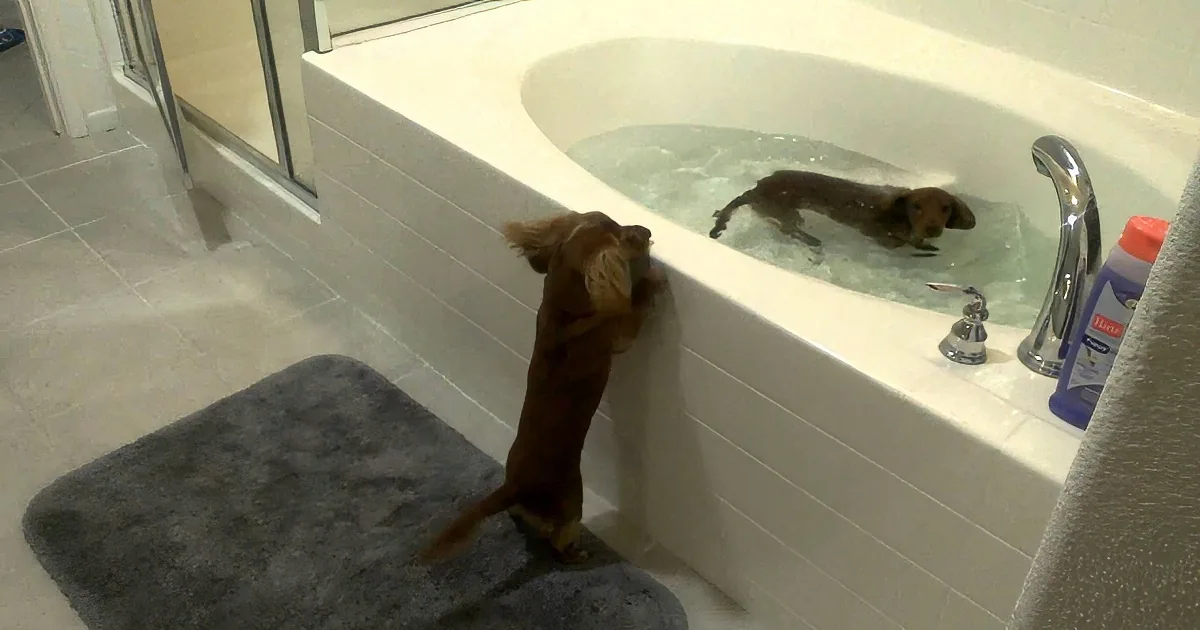 You''ll Not Believe Your Eyes When You See What This Woman Captured Her Puppies Doing! OMG!