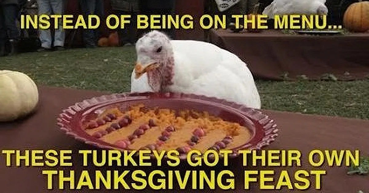 At One Thanksgiving Feast, Turkeys Are the Guests of Honor! You Won''t Believe This!