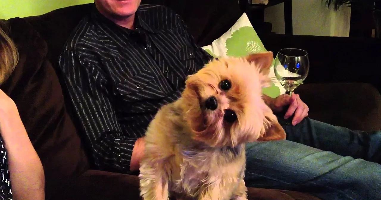Hilarious Thanksgiving Dog Will Have You Laughing out Loud! Watch as She Sees Her Boyfriends!